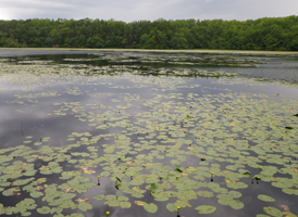 Freshwater Ponds